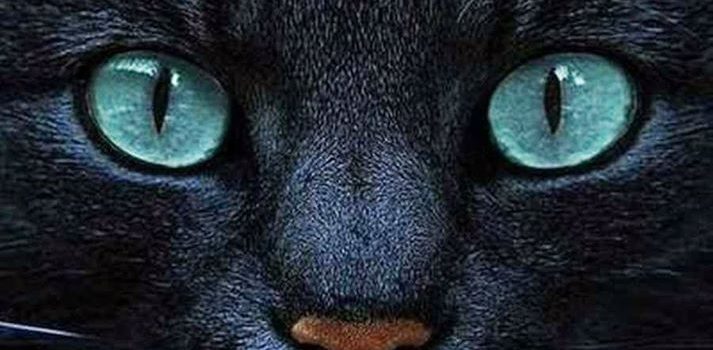 Quando un gatto fissa immobile un punto, forse sta creando una poesia. O sta scoprendo un varco nell’universo. O sta aspettando la venuta di un alieno. (Fabrizio Caramagna)