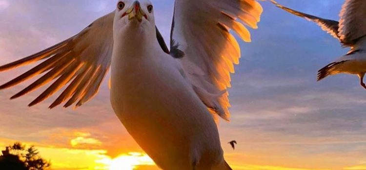 Se io potessi tornare indietro, nella vita prenderei pochissime cose sul serio. Correrei più rischi, farei più viaggi, guarderei più tramonti. (Jorge Luis Borges)