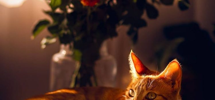 Non era difficile arguire che eravamo dei poveracci quando vedevi la carta igienica stesa ad asciugare sullo stendino. (George Lindsey)