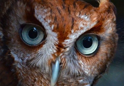 Per giocare a golf non è necessario essere stupidi, però aiuta.  (George Bernard Shaw)