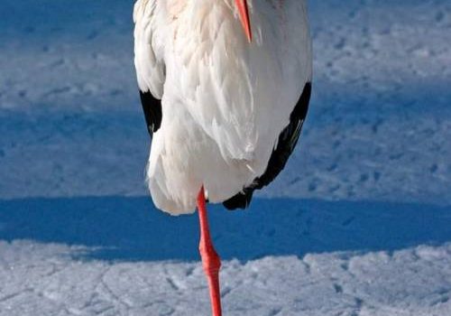 Sai quando sei seduto su una sedia e ti sporgi all’indietro fino a restare in equilibrio su due gambe della sedia e poi ti sporgi troppo e stai quasi per cadere ma all’ultimo momento riesci a riprenderti? Io mi sento sempre così. (Steven Wright)