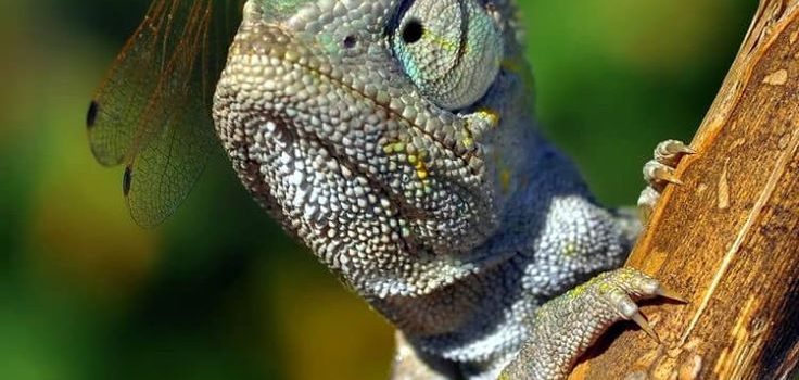 Nella vita c’è bisogno delle credenze, in mancanza di queste vanno bene anche i comodini…   Le credenze degli antichi erano di legno. (Paco D’Alcatraz)