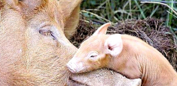 LA CARNE, IL SESSO, IL CLERO