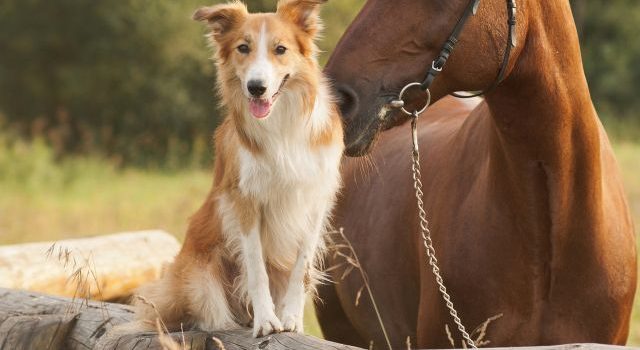 Questa edizione del telegiornale andrà in onda in forma ridotta per venire incontro alle vostre esigue capacità mentali. (Daniele Luttazzi)