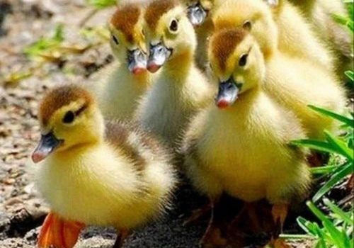 Con ogni probabilità sono una delle poche autorità al mondo sui pigolii degli anatroccoli. Li ho sentiti tutti: pigoli felici, tristi, spaventati, disperati che dicono “Quando si mangia”, “Dove sei, mamma?” o “Sto arrivando, mamma”. Molta gente crede che gli anatroccoli si limitino a pigolare. Ma non è così. (Bryce Fraser)