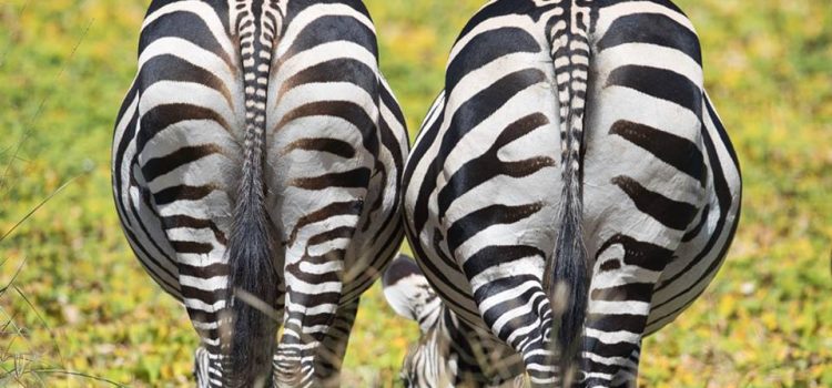 Della serie le grandi domande: Se i pedoni camminano sulle zebre, le zebre potrebbero camminare sui pedoni?