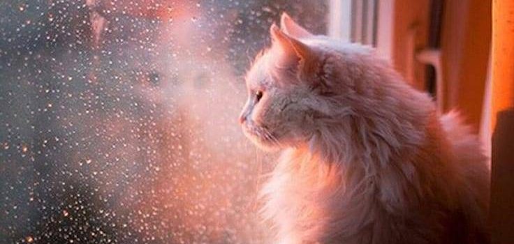 Mi dà sempre un brivido quando osservo un gatto che sta osservando qualcosa che io non riesco a vedere. (Eleanor Farjeon)