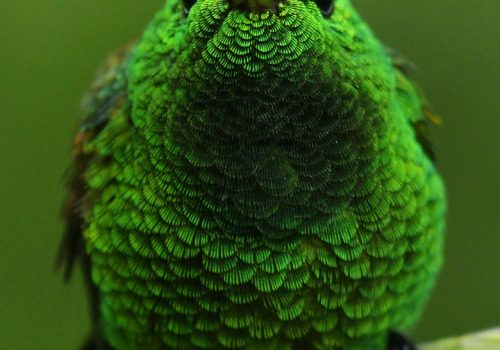 Mia moglie è talmente magra ma talmente magra… che le zanzare la mancano! (Milton Berle)