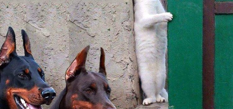 – Giuseppe alzati è ora di andare a scuola!- – No! nun ce vojo annà a scola!- – Giuseppe alzati devi andare a scuola, sei il preside perbacco!-.