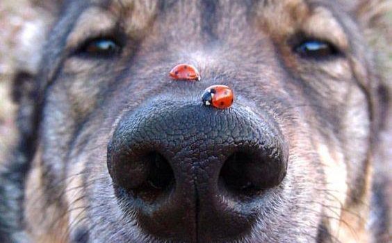 Uno svizzero aveva chiuso la macchina con le chiavi dentro. Gli ci sono volute oltre due ore per riuscire a tirare fuori la moglie. (Henny Youngman)