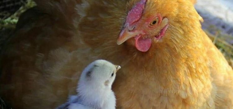 Da tanti giorni la chioccia cova un mucchio d’uova. In ogni guscio un pulcino cresce e un bel giorno … Ia colpisce di becco lo spacca ed esce: pio… pio… ci sono anch’io!