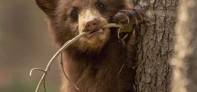 HO VISTO… di Franco Libero Manco