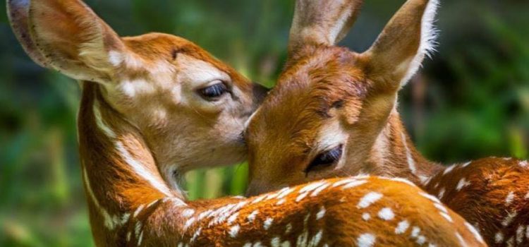 ADDITIVI E CONSERVANTI  di Franco Libero Manco