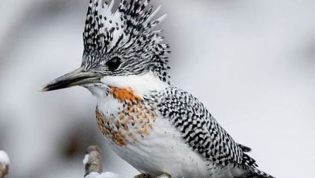 Ho un rapporto catastrofico con la tecnologia: Se passo sotto un lampadario a gocce si mette a piovere. (Woody Allen)