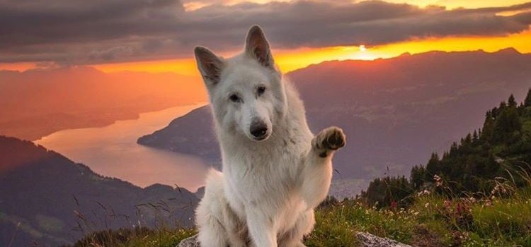 FRAMMENTAZIONE DEL MOVIMENTO ANIMALISTA  E LEGGI A TUTELA DEGLI ANIMALI