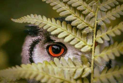 IL SISTEMA IMMUNITARIO