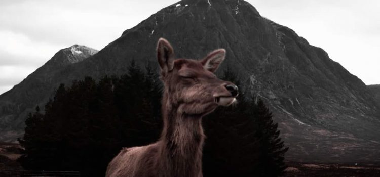 LA SPLENDIDA UTOPIA DI UN MONDO VEGAN