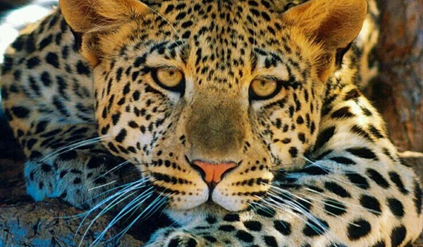 Non lasciare mai che un uomo metta qualcosa sopra di te… Se non, forse, il suo ombrello. (Mae West)