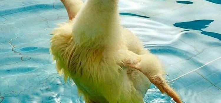 “La ragazza mi piace. E’ bella, ricca, giovane, colta. Nell’annuncio accennavate ad un piccolo difetto fisico, di che si tratta?” ” E’ incinta. Oh, ma pochissimo”. (Ennio Flaiano)