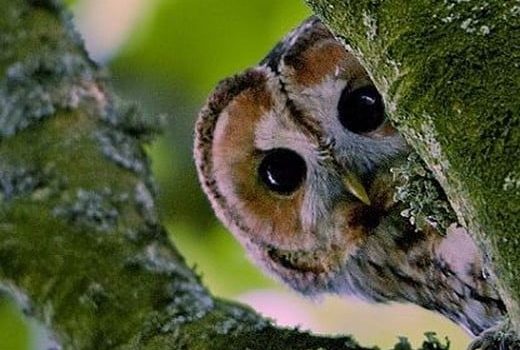 Un signore, che ha appena perso la moglie, si reca al giornale locale per far pubblicare un necrologio: “Buongiorno, dovrei pubblicare un necrologio.” “Bene. Prego, mi detti il testo.” “MORTA MARTA.” “Come??? No, non è possibile! Ha idea di quante Marta ci siano Italia??? E poi sappia che fino a cinque parole la tariffa è la stessa!” “Ah, ma davvero? Bene. Allora scriva: MORTA MARTA VENDO PANDA BLU!”