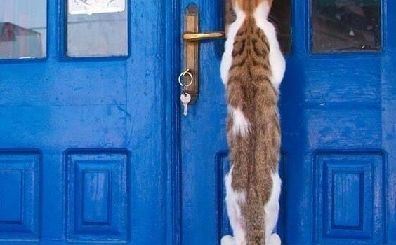 Socrate ci disse: “la vita senza ricerca non è degna di essere vissuta. Penso che alludesse alla curiosità, più che alla conoscenza. In ogni società umana in ogni momento ea tutti i livelli, i curiosi sono all’avanguardia. (Roger Ebert)