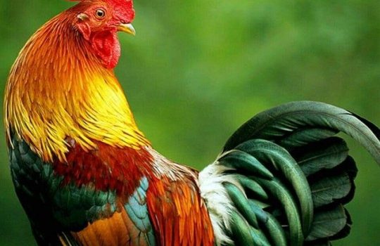 Grido del gallo Canto del cigno della notte Messaggio monocorde e fastidioso Che mi grida Oggi si deve cominciar da capo Oggi ancora oggi Non sento la tua romanza E faccio orecchie da mercante Non ascolto il tuo grido Eppure esco dal letto di buonora (Jacques Prévert)