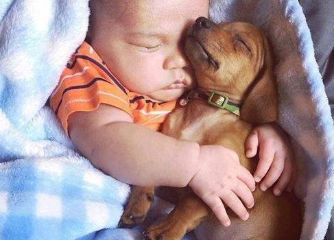 LA CHIESA, I VEGANI  E GLI ANIMALISTI