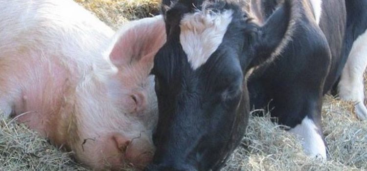 I VEGAN, FANATICI ESTREMISTI