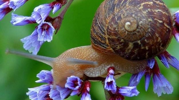 CRIMINI TRASCURATI DALLO STATO