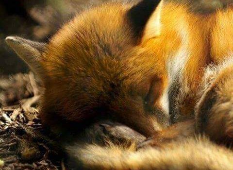 COLONIALISMO, SCHIAVISMO E CRISTIANIZZAZIONE FORZATA