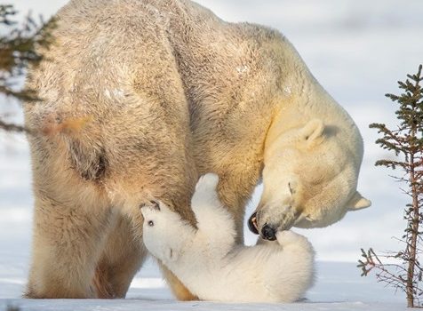Un cucciolo di orso polare che gioca con la sua mamma!