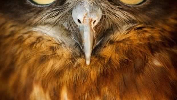 “Non metterti a discutere con un imbecille. Ti trascina al suo livello e ti batte con l’esperienza” (Oscar Wilde)