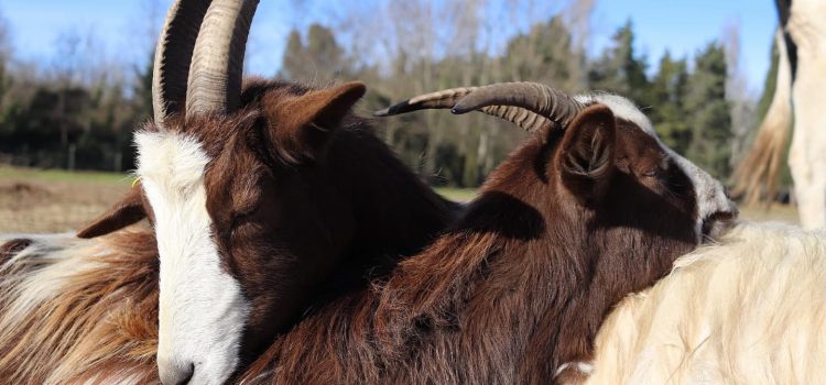 I VANTAGGI ECONOMICI DEL SISTEMA VEGAN