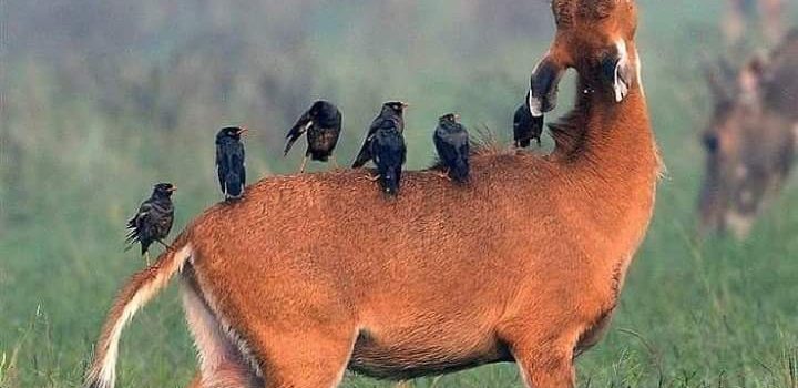 “Quando tutti i calcoli astrusi si dimostrano falsi, quando persino i filosofi non hanno più nulla da dirci, è scusabile volgersi verso il cicaleccio fortuito degli uccelli, o verso il contrappeso remoto degli astri.”   (Marguerite Yourcenar)