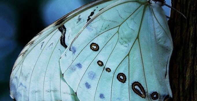 La farfalla, è qualcosa di particolare, non è un animale come gli altri, in fondo non è propriamente un animale ma solamente l’ultima, più elevata, festosa e vitalmente importante essenza di un animale.