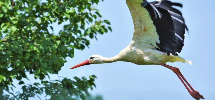 Da piccolo ero così brutto che quando mia sorella mi ha visto per la prima volta ha detto a mia madre: “Perchè non abbiamo tenuto la cicogna?”. (Diego Parassole)