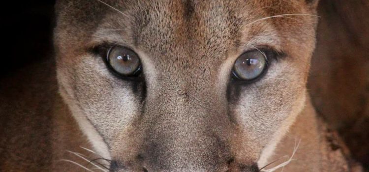 AVRAI CAPITO LA VITA…