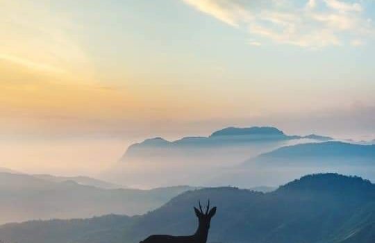 I PENTITI DELLA SCELTA VEGAN