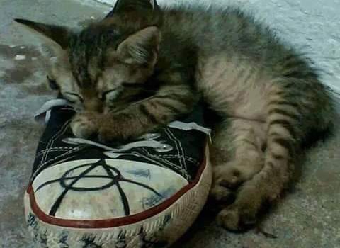 QUANDO GLI ANIMALI SONO MOTIVO DI DISSIDIO