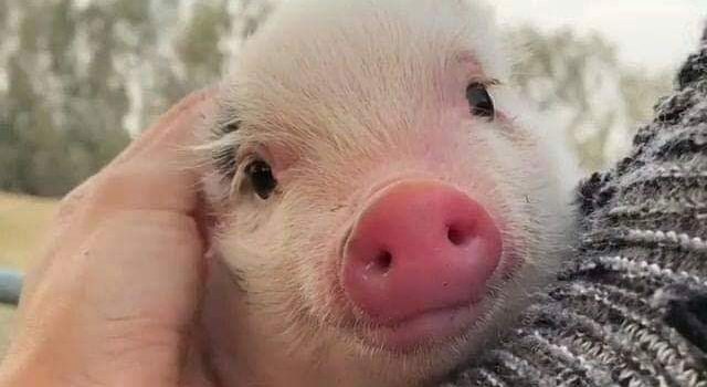 LA PROVA CHE INNALZA