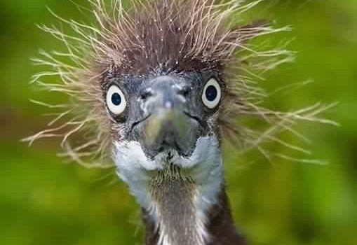 Quando stai facendo lo shampoo e ti suonano al citofono…