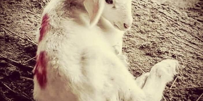 COME CRISTO IN CROCE