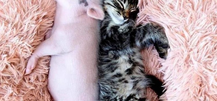 L’ETERNO EQUILIBRIO TRA BENE E MALE