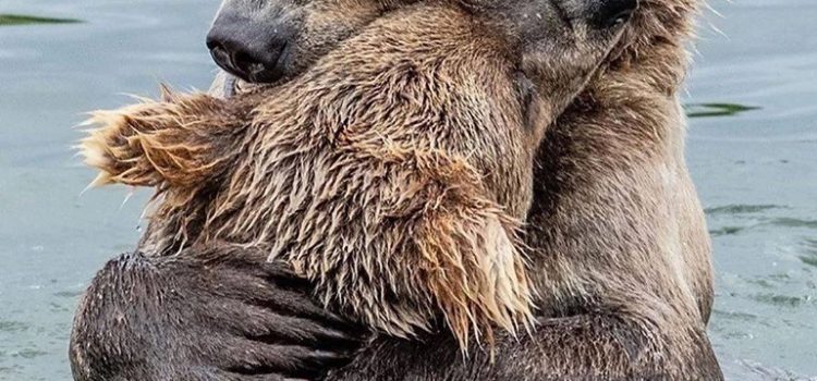 ESTREMA SINTESI  DELL’ALIMENTAZIONE UMANA