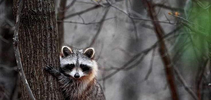 IL SIGNORE DELL’UNIVERSO