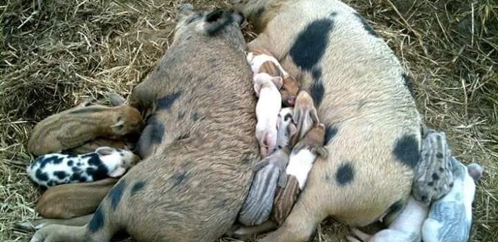 I TRE  PRINCIPALI OSTACOLI AL PROGRESSO  CIVILE, MORALE E SPIRITUALE DELL’UOMO