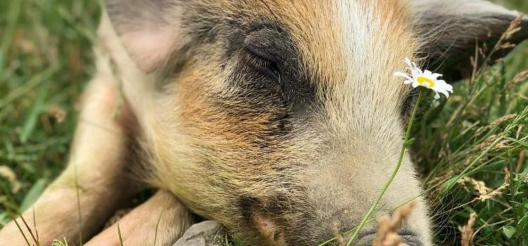 VEGAN:  I DUBI E LE RISPOSTE (IN SINTESI)  DELLE DOMANDE PIU’ FREQUENTI