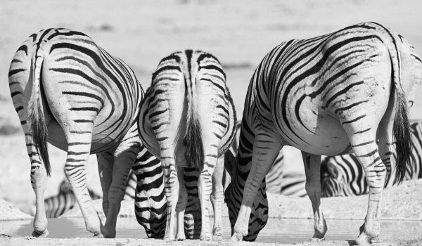 Della serie le grandi domande: Ma se i pedoni possono camminare sulle zebre, le zebre potrebbero camminare sui pedoni?