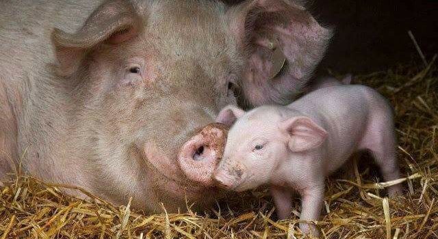 GLI ANIMALI? CI SONO PROBLEMI PIU’ IMPORTANTI.  (OVVERO) PERCHE’ POLITICI, PRETI E UOMINI D’AFFARI  SNOBBANO LE TEMATICHE ANIMALISTE