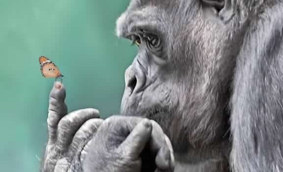 PERCHE’ SONO DIVENTATO VEGETARIANO